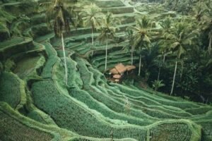 Ubud And Tanah Lot Tour | The Best Price 2026