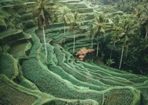 Ubud And Tanah Lot Tour
