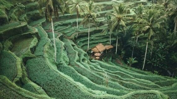 Ubud And Tanah Lot Tour | The Best Price 2026