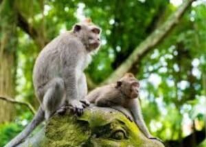 Ubud Monkey Forest is a tourist attraction located in Ubud village, precisely in the center of Ubud city, a small forest with a nature reserve temple complex in Ubud Bali