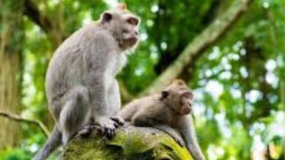 Ubud Monkey Forest Entrance Fee 2026