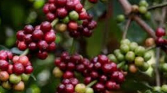 Bali Coffee Plantation, Bali Luwak Coffee, Bali Agrotourism